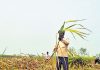 Sugar Industry News