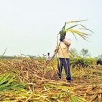 धाराशिव : धाराशिव साखर कारखान्याने ३००० रुपये उचल देण्याच्या मागणीसाठी शेतकऱ्यांचे उपोषण Sugar Industry News