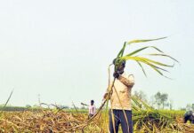 ब्रह्मवार चीनी मिल बंद होने से गन्ना किसानों को मिला गुड़ का विकल्प Sugar Industry News