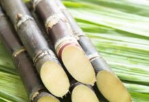 ऊस दर वाढवून सरकारचा शेतकऱ्यांना दिलासा : मंत्री यतीश्वरानंद Sugar Industry News