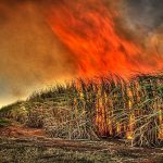 कर्नाटक : बेलगावी जिले में 30 एकड़ गन्ने की फसल जलकर खाक Fire : Sugar Industry News