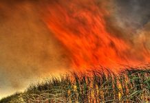 महाराष्ट्र : कोल्हापुर में गन्ने में आग लगाई गई, मिलों तक परिवहन रोका गया Fire : Sugar Industry News