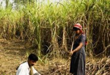 ऊस बिले गतीने देण्याचे ऊस आयुक्तांचे निर्देश Sugar Industry News