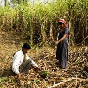 Sugar Industry News