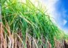 Sugar Industry News