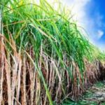 Sugar Industry News