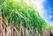 Uttarakhand: Farmers asked to use new productive sugarcane variety Sugar Industry News