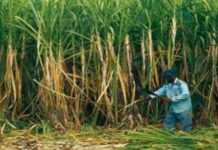 Farmer organisations urge government to reduce hike in diesel price