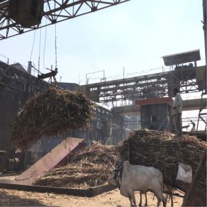 Sugar Industry News