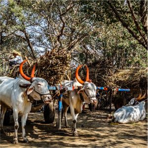 Sugar Industry News