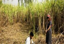 New Pesticide Usage Norms to Impact Agri-Export from Developing Countries – CENTEGRO