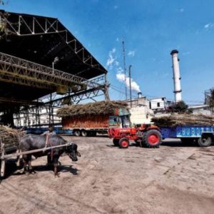 Sugar Industry News