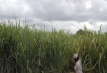 Cyclone Yaas: Bihar starts crop loss assessment including sugarcane