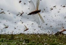 टिड्डी दल का आतंक अभी भी जारी…