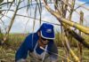 Thailand: KSL expects sugarcane output to increase to 90-100 million tonnes in 2024-25 crop year