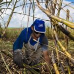 नेपाल : बारा में गन्ने की कटाई शुरू, किसान मिलों तक पहुंचाने में व्यस्त