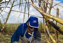 Thailand: KSL expects sugarcane output to increase to 90-100 million tonnes in 2024-25 crop year