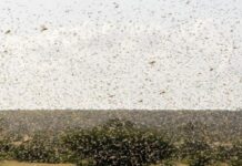 टिड्डी हमला: सीमावर्ती जिलों में अलर्ट Representational image (Photo: ANI)