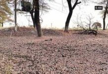 टोळ दलाने उडवली शेतकर्यांची झोप,ऊस पिकाचे करत आहेत नुकसान