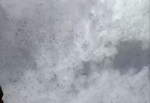 Locust control operations carried out at 37 places in 11 districts of Rajasthan, Gujarat, Haryana