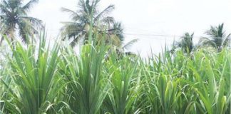 Sugar Industry News