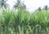 Use of bio-fertilizer recommended underย INMย strategies and organic farming for use in all crops Sugar Industry News