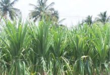 End of sugar season 2020-21: Sugarcane arrears lowest in 4 years Sugar Industry News