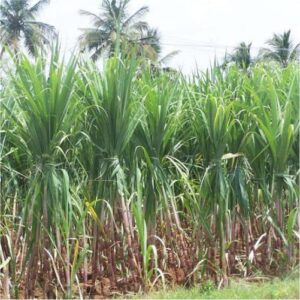 Sugar Industry News