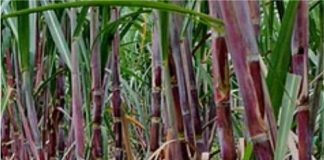 Sugar Industry News