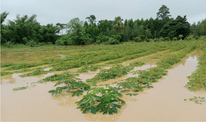 thailand farm