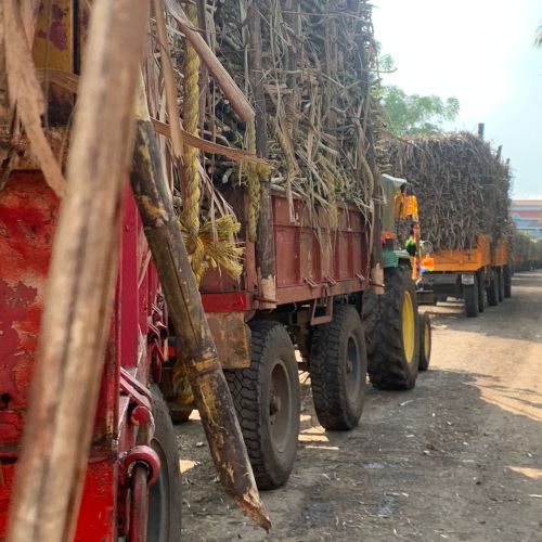 sugarcane transport