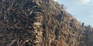 Sugar Industry News