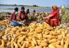Representational image (ANI Photo)