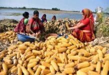 Representational image (ANI Photo)