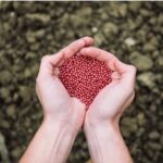 Oilseed cultivation expands; production rises to 429.89 lakh tonnes