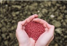 Oilseed cultivation expands; production rises to 429.89 lakh tonnes