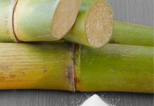 Excessive rain may impact sugar recovery in Maharashtra Sugar Industry News