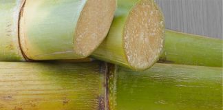 Sugar Industry News