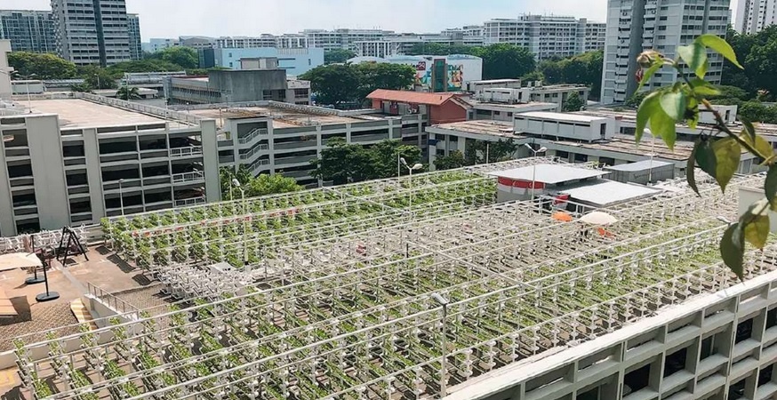 rooftop farming