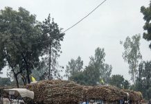 Kolhapur: New traffic rules for sugarcane transport vehicles in city, 10 pm-6 am movement allowed Sugar Industry News