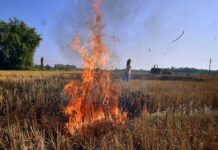 हरियाणा: धान की पराली के प्रबंधन के लिए कृषि विभाग ने बनाई सप्लाई चेन
