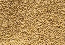 ખેડૂતો ઇથેનોલ માટે મકાઈ તરફ વળતા દેશમાં તેલીબિયાંનું ઉત્પાદન ઘટવાની શક્યતા