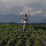 Cotton season 2023-24: Cabinet approves MSP funding of Rs.1,718.56 crore to CCI