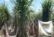 Real-time weather data helping sugarcane farmers: All details inside Sugar Industry News