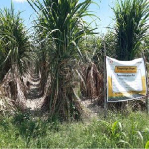 Sugar Industry News