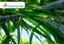 उत्तर प्रदेश: ३० डिसेंबरअखेर सर्व कारखाने शंभर टक्के ऊस बिले देणार Sugar Industry News