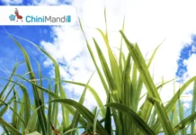 सिसवा साखर कारखान्याकडून १०० टक्के ऊस बिले अदा Sugar Industry News