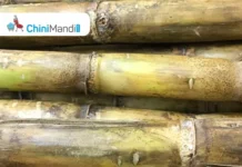 Maharashtra government accepts sugarcane farmers’ one-time FRP demand Sugar Industry News