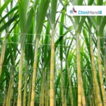 पाकिस्तान : तापमान गिरने से गन्ने की क्वालिटी में सुधार, मिलों में रिकवरी बढ़ी Sugar Industry News