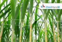 उत्तराखंड : गन्ना समिति बोर्ड की बैठक हंगामे के चलते निरस्त की गई Sugar Industry News